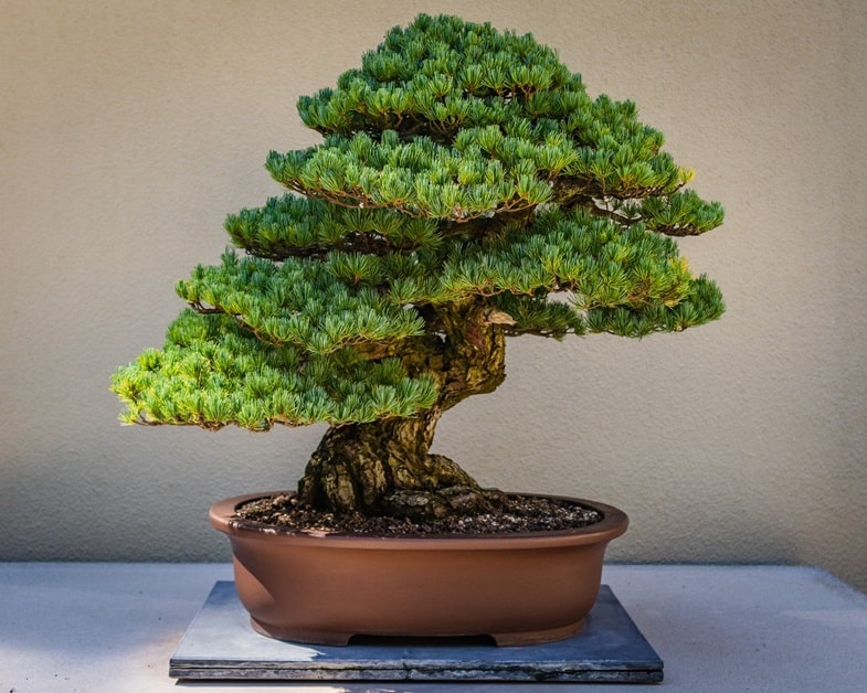 ¿Es legal cultivar un bonsái de cannabis?
