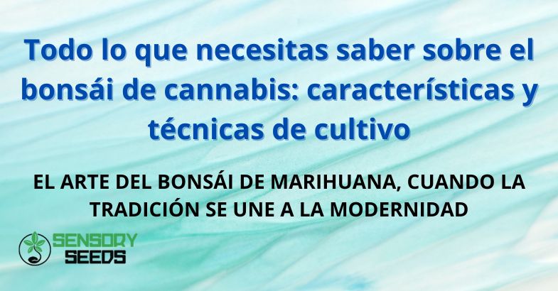 Todo lo que necesitas saber sobre el bonsái de cannabis: características y técnicas de cultivo