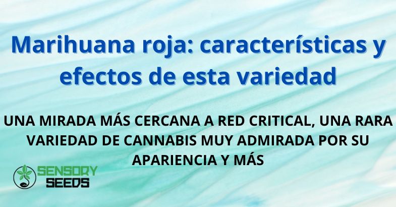 Marihuana roja: características y efectos de esta variedad