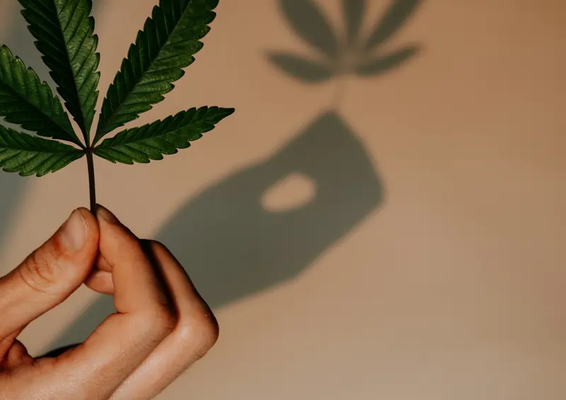 Deficiencia de potasio en el cannabis