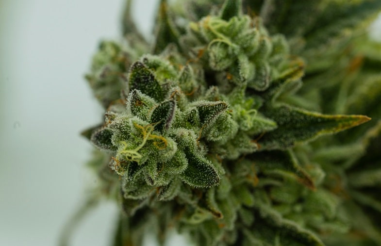 ¿Cómo se evalúa la potencia del cannabis?