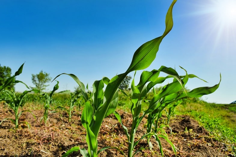 ¿Cuáles son las características del cultivo al aire libre? 