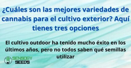 las mejores variedades de cannabis para el cultivo exterior