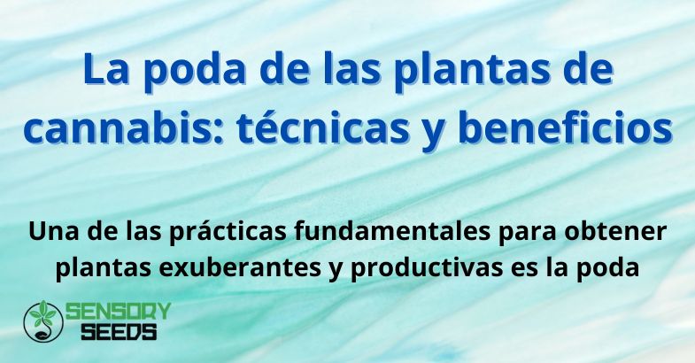 La poda de las plantas de cannabis: técnicas y beneficios