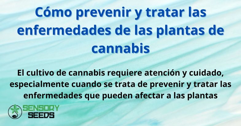 Cómo prevenir y tratar las enfermedades de las plantas de cannabis