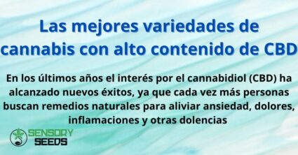 Las mejores variedades de cannabis con alto contenido de CBD