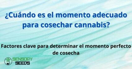 ¿Cuándo es el momento adecuado para cosechar cannabis?