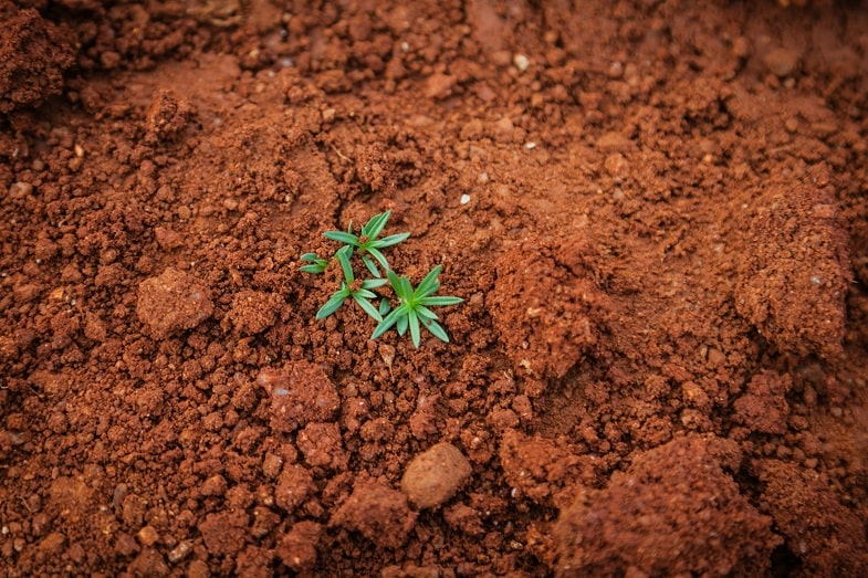 El ciclo de vida de los microorganismos del suelo