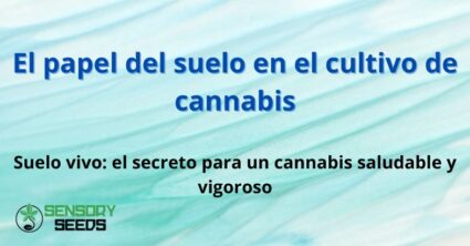 El papel del suelo en el cultivo de cannabis