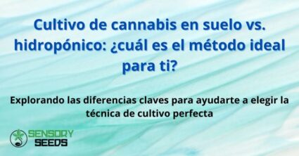 Cultivo de cannabis en suelo vs. hidropónico