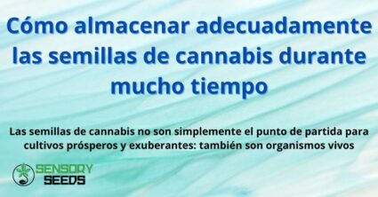 Cómo almacenar adecuadamente las semillas de cannabis durante mucho tiempo