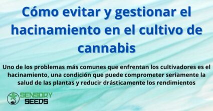 Cómo evitar y gestionar el hacinamiento en el cultivo de cannabis