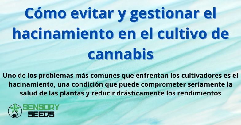 Cómo evitar y gestionar el hacinamiento en el cultivo de cannabis