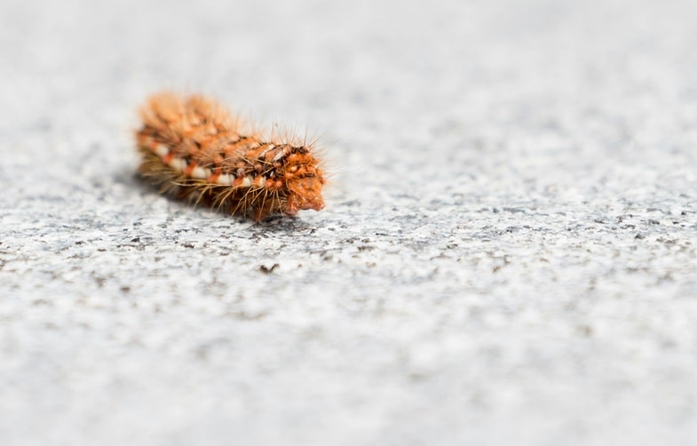Los insectos dañinos más comunes en el cultivo de cannabis