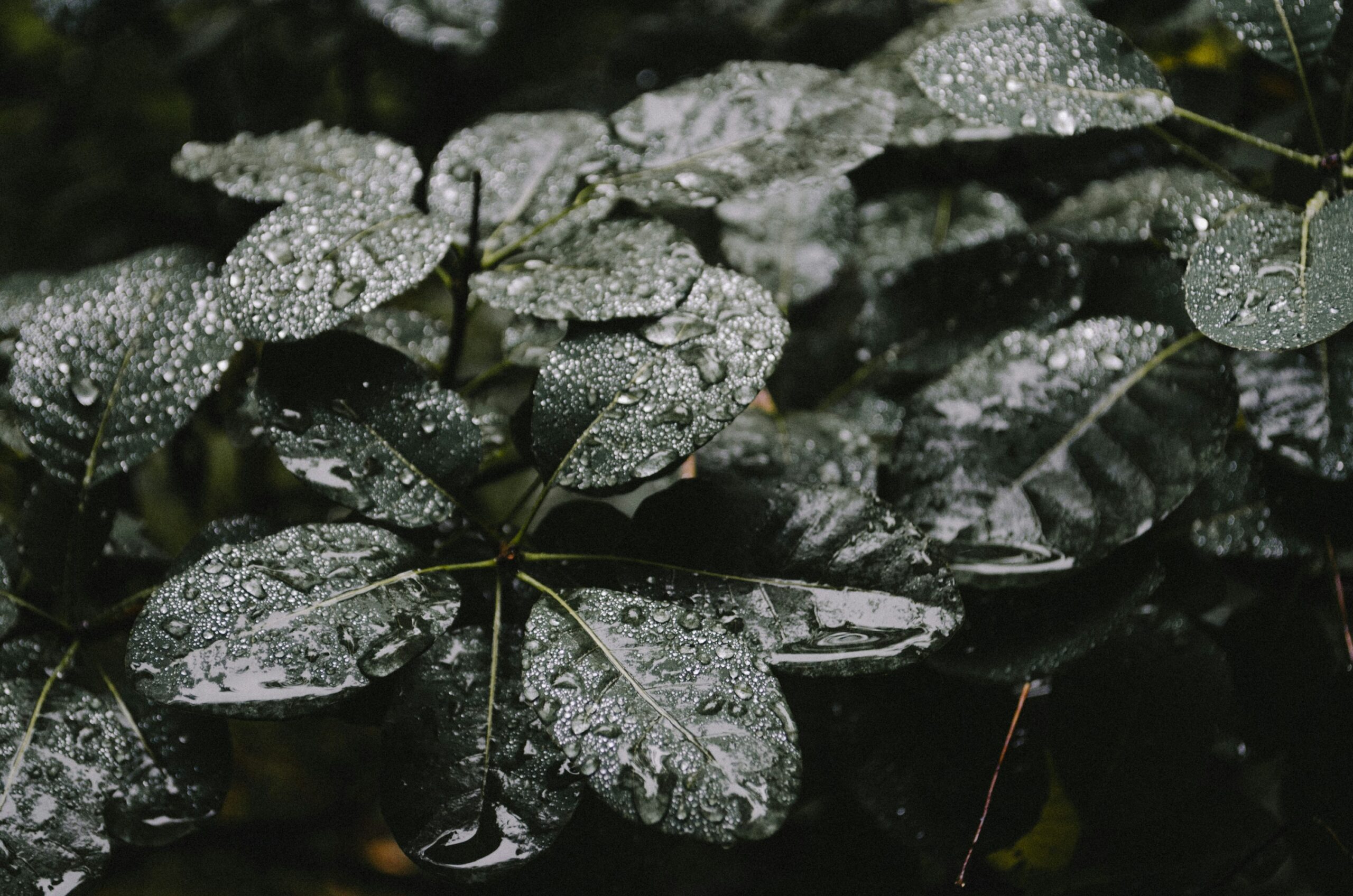 Resolver los problemas nutricionales de las plantas de cannabis