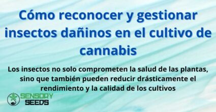 Cómo reconocer y gestionar insectos dañinos en el cultivo de cannabis
