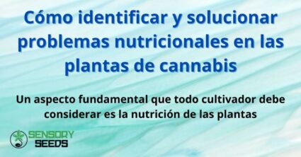 Cómo identificar y solucionar problemas nutricionales en las plantas de cannabis