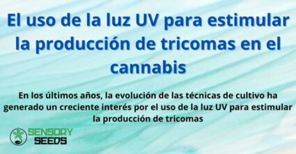 El uso de la luz UV para estimular la producción de tricomas en el cannabis