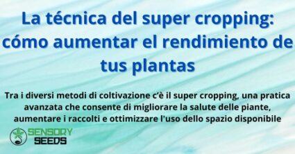 La técnica del super cropping: cómo aumentar el rendimiento de tus plantas
