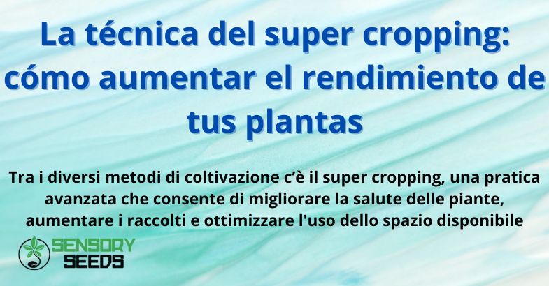 La técnica del super cropping: cómo aumentar el rendimiento de tus plantas