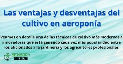 Las ventajas y desventajas del cultivo en aeroponía