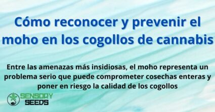 Cómo preparar el suelo ideal para el cultivo de cannabis
