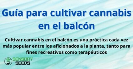 Guía para cultivar cannabis en el balcón