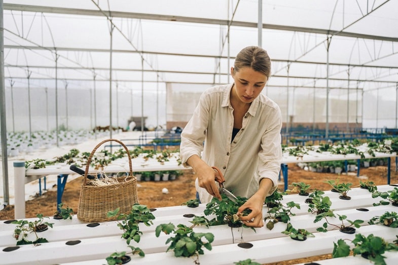 Poda y soporte de las plantas