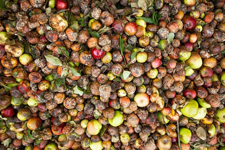 Semillas : Errores en los métodos de germinación