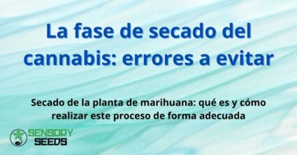 La fase de secado del cannabis: errores a evitar