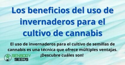 Los beneficios del uso de invernaderos para el cultivo de cannabis