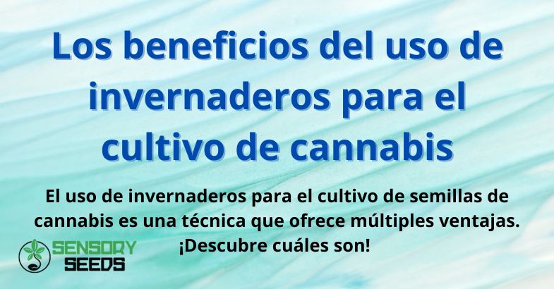 Los beneficios del uso de invernaderos para el cultivo de cannabis