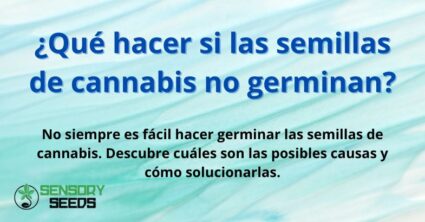 ¿Qué hacer si las semillas de cannabis no germinan?