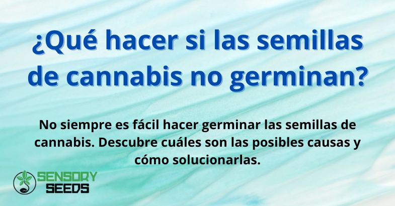 ¿Qué hacer si las semillas de cannabis no germinan?
