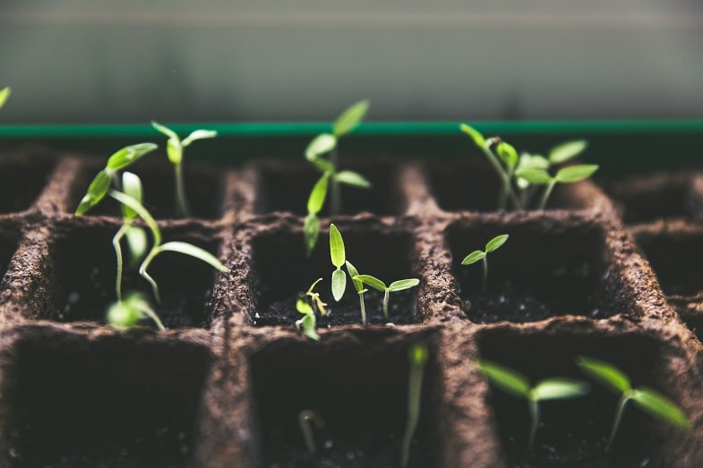 Plantas que florecen