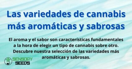Las variedades de cannabis más aromáticas y sabrosas