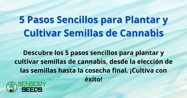 5 Pasos Sencillos para Plantar y Cultivar Semillas de Cannabis