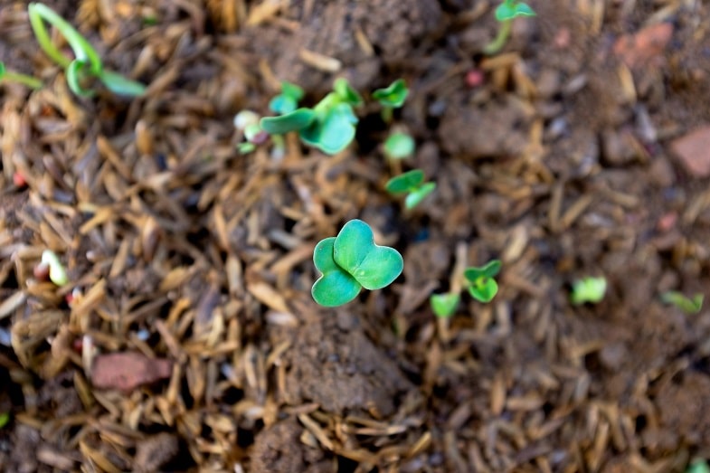 Plantar y Germinar las Semillas de Cannabis