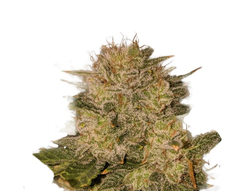 Cómo cultivar mejor las semillas de cannabis autoflorecientes