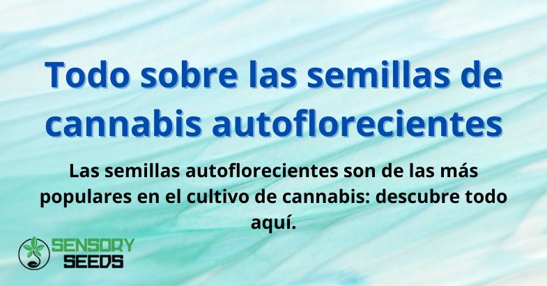 Todo sobre las semillas de cannabis autoflorecientes