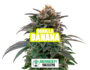 Inflorescencia resinosa de la variedad Gorilla Banana de Sensoryseeds