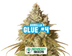 gorilla-glue-4-sensoryseeds Inflorescencia resinosa de la variedad Gorilla Glue #4 de Sensoryseeds