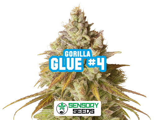 Inflorescencia resinosa de la variedad Gorilla Glue #4 de Sensoryseeds