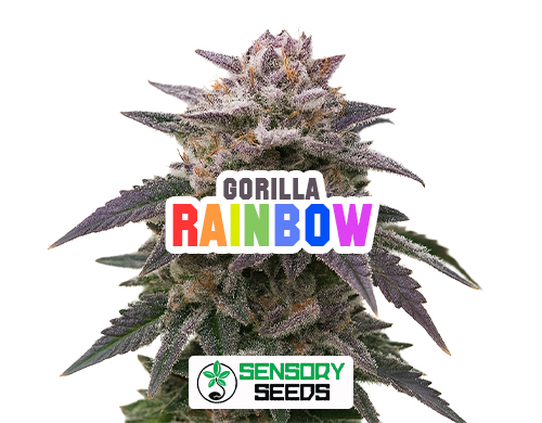 Inflorescencia resinosa de la variedad Gorilla Rainbow de Sensoryseeds
