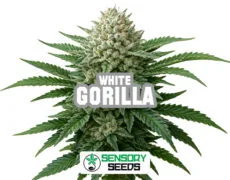gorilla-white-sensoryseeds Inflorescencia resinosa de la variedad Gorilla White de Sensoryseeds