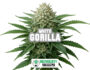Inflorescencia resinosa de la variedad Gorilla White de Sensoryseeds