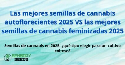 Semillas de cannabis autoflorecientes VS Semillas de cannabis feminizadas