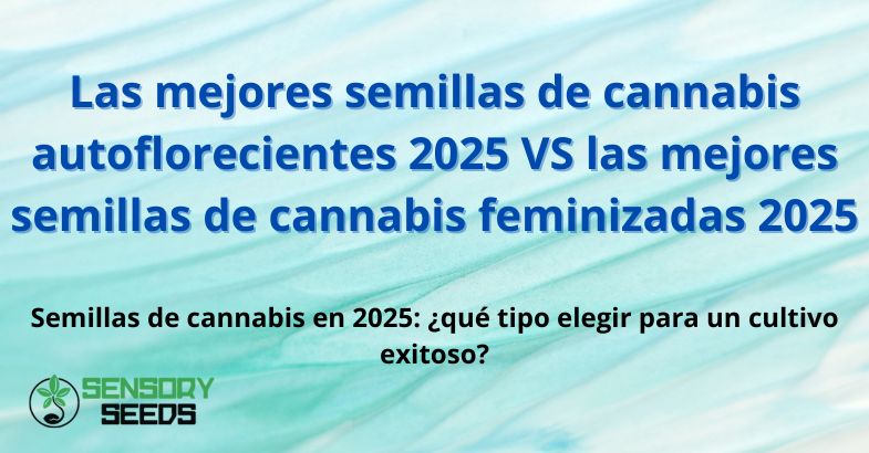 Semillas de cannabis autoflorecientes VS Semillas de cannabis feminizadas