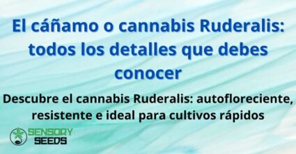 El cáñamo o cannabis Ruderalis: todos los detalles que debes conocer