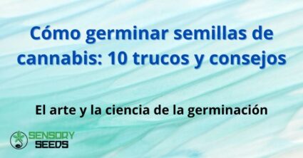 Cómo germinar semillas de cannabis: 10 trucos y consejos